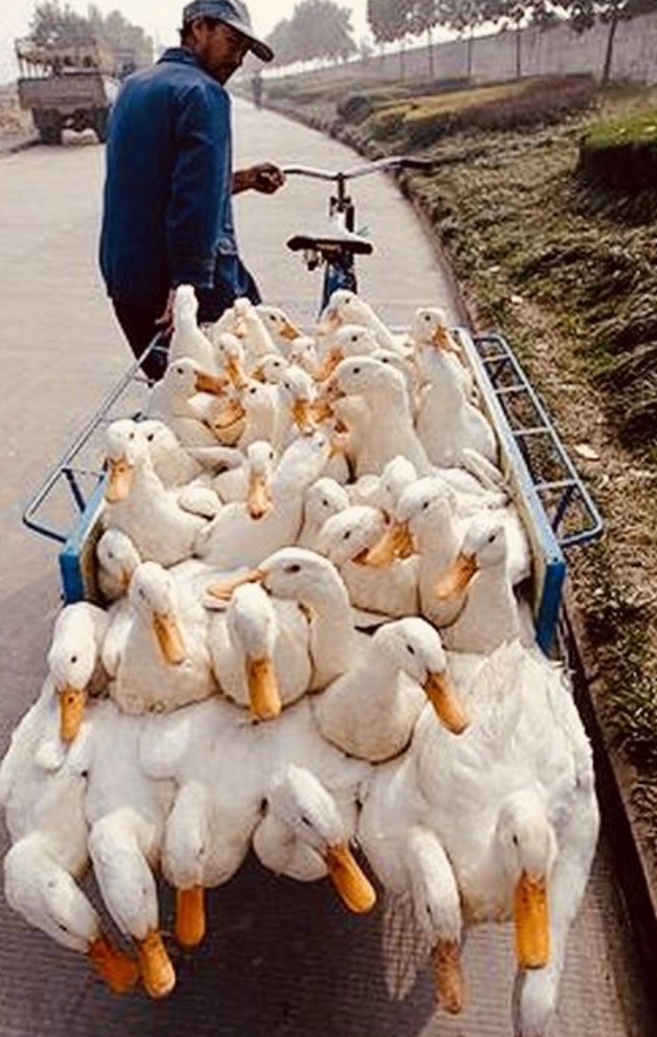 duck transport